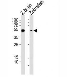 Western blot analysis of lysate from zebrafish brain, zebrafish whole tissue lysate (left to right) using Gfap antibody. Ab was diluted at 1:10