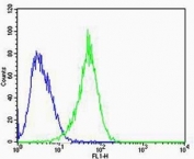 Flow cytometric analysis of U-87 MG cells using RAC1 antibody (green) and an isotype control of mouse IgG2b (blue); Ab was diluted at 1:100 dilution.