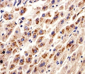 IHC analysis of FFPE human liver section using DHFR antibody; Ab was diluted at 1:25.