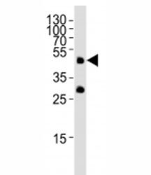 Western blot analysis of lysate from zebrafish tissue lysate using Pou5f1 antibody at 1:1000.