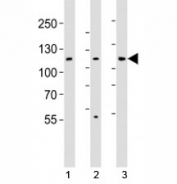 Western blot analysis of lysate from 1) HT-29, 2) HeLa, and 3) Jurkat cell line using JAK1 antibody; Ab was diluted at 1:1000.