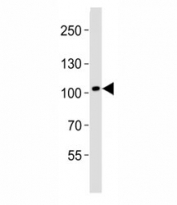 Western blot analysis of lysate from human brain tissue lysate using DDR1 antibody diluted at 1:1000.