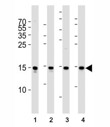 Western blot analysis of lysate from (1) Raji cell line, (2) human spleen, (3) mouse brain and (4) rat brain tissue lysate using FIS1 antibody at 1:1000.~