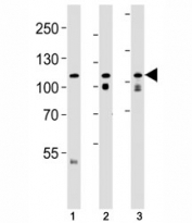 Western blot analysis of lysate from (1) HeLa cell line, (2) mouse brain and (3) rat brain tissue lysate using OPA1 antibody at 1:1000.