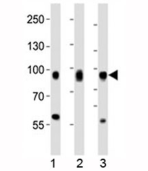 Western blot analysis of lysate from 1) HeLa, 2) PC3, and 3) HT-1080 cell line using CD44 antibody at 1:1000.