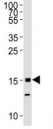 Western blot analysis of lysate from mouse C2C12 cell line using Histone H3 antibody diluted at 1:1000.