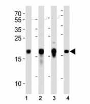Western blot analysis of lysate from human (2) HepG2, (2) NCCIT and mouse (3) NIH3T3, (4) F9 cell lines using Hmga2 antibody at 1:1000. Predicted molecular weight ~12kDa but routinely observed at ~18kDa.