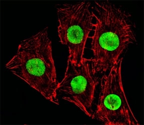 Fluorescent image of C2C12cells stained with Hmga2 antibody at 1:25 dilution. An Alexa Fluor 488-conjugated goat anti-rabbit lgG was used as the secondary Ab (green). Cytoplasmic actin was counterstained with Alexa Fluor 555 conjugated with Phalloidin (red).~