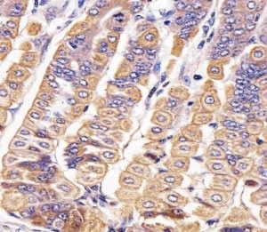 IHC analysis of FFPE mouse stomach section using Ror2 antibody; Ab was diluted at 1:25.