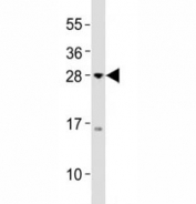 Western blot testing of Olig3 antibody at 1:2000 dilution + MCF-7 lysate; Predicted band size : 29 kDa.