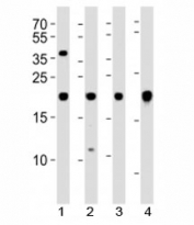 Western blot analysis of lysate from 1) U-87 MG, 2) SK-N-MC cell line, 3) human heart and 4) mouse heart tissue using HES5 antibody at 1:1000. Predicted molecular weight ~18 kDa.