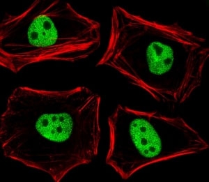 Fluorescent image of HeLa cells stained with TLE1 antibody diluted at 1:25 dilution. An Alexa Fluor 488-conjugated goat anti-rabbit lgG was used as the secondary Ab (green). Cytoplasmic actin was counterstained with Alexa Fluor 555 conjugated with Phalloidin (red).~