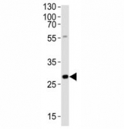 Western blot analysis of lysate from rat liver tissue lysate using Olig3 antibody at 1:1000.