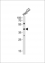 Western blot analysis of lysate from HepG2 cell line using Lhx1 antibody diluted at 1:1000.