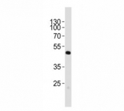 Western blot analysis of lysate from mouse cerebellum tissue lysate using Pax6 antibody; Ab was diluted at 1:1000. Predicted molecular weight ~48kDa.