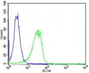 Flow cytometric analysis of HeLa cells using Shh antibody (green) compared to an <a href=../search_result.php?search_txt=n1001>isotype control of rabbit IgG</a> (blue); Ab was diluted at 1:25 dilution. An Alexa Fluor 488 goat anti-rabbit lgG was used as the secondary Ab.