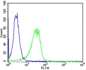 Flow cytometric analysis of HeLa cells using Shh antibody (green) compared to an <a href=../search_result.