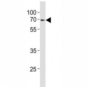 Western blot analysis of lysate from mouse heart tissue lysate using Klf4 antibody at 1:1000.