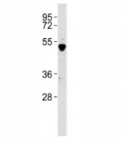 Western blot testing of GATA2 antibody at 1:2000 dilution + K562 lysate. Predicted molecular weight ~51 kDa.