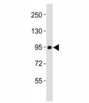 Western blot testing of PROX1 antibody at 1:2000 dilution + SH-SY5Y lysate