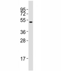 Western blot testing of Runx1 antibody at 1:2000 dilution + SW620 lysate; Predicted molecular weight: 49 kDa.~