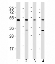 Western blot testing of GATA2 antibody at 1:2000 dilution. Lane 1: K562 lysate; 2: Molt-4 lysate; 3: HeLa lysate; 4: KG-1 lysate; Predicted molecular weight ~51 kDa.