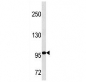 TLE4 antibody western blot analysis in NCI-H460 lysate.