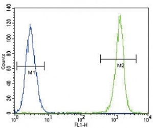 EIF4E antibody flow cytometric analysis of Jurkat cells (green) compared to a <a href=../search_result.php?search_txt=n1001>negative control</a> (blue).
