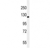 Western blot testing of human A549 cell lysate with c-RET antibody.