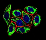 Confocal immunofluorescent analysis of PAX6 antibody with HeLa cells followed by Alexa Fluor 488-conjugated goat anti-mouse lgG (green). Actin filaments have been labeled with Alexa Fluor 555 Phalloidin (red). DAPI was used as a nuclear counterstain (blue).