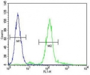 ZEB1 antibody flow cytometric analysis of A549 cells (right histogram) compared to a negative control (left histogram). FITC-conjugated goat-anti-rabbit secondary Ab was used for the analysis.