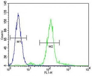 ZEB1 antibody flow cytometric analysis of A549 cells (right histogram) compared to a negative control (left histogram). FITC-conjugated goat-anti-rabbit secondary Ab was used for the