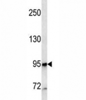 CD10 antibody western blot analysis in CEM lysate.