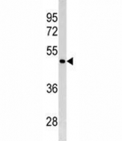 GATA4 antibody western blot analysis in 293 lysate. Predicted molecular weight: 42-50 kDa.