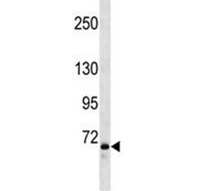 Anti-FOXP2 antibody western blot analysis in 293 lysate.