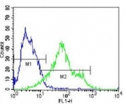 CD138 antibody flow cytometric analysis of HepG2 cells (right histogram) compared to a negative control (left histogram). Alexa Fluor 488-conjugated donkey anti-mouse lgG secondary Ab was used for the analysis