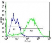 CD138 antibody flow cytometric analysis of T47D cells (right histogram) compared to a negative control (left histogram). Alexa Fluor 488-conjugated donkey anti-mouse lgG secondary Ab was used for the analysis