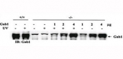 Rescue of the JNK pathway by expression of wild-type GAB1 in GAB1-/- cells. GAB1-/- cells were transiently transfected with human GAB1 cDNA. After incubation, the cells were irradiated or left untreated. Exogenous expression in transfected cells was confirmed by GAB1 antibody.