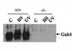 Western blot testing of Gab1 antibody: Wild-type (+/+) and Gab1-/- (-/-) cells were heat shocked (HS) at 42oC for 1 h or irradiated with UV-B light (400 J/m2) and then incubated at 37oC for 1 h. IP was done with an anti-JNK2 Ab and immunoprecipitates tested with Gab-1 antibody.~