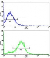Flow cytometric analysis of HepG2 cells using BMPR2 antibody (green) compared to a negative control (blue). FITC-conjugated goat-anti-rabbit secondary Ab was used for the analysis.