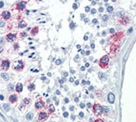IHC analysis of FFPE human testis tissue stained with EZH2 antibody