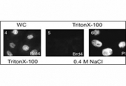 Subnuclear distribution of cellular proteins. CHOBgl40 cells grown on coverslips were either directly or after treatment with 0.5% Triton X-100, incubated with BRD4 antibody (left, center). Propidium iodide staining of cellular DNA (right).