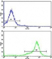 Flow cytometric analysis of 293 cells using SHP2 antibody (green) compared to a <a href=../search_result.php?search_txt=n1001>negative control</a> (blue). FITC-conjugated goat-anti-rabbit secondary Ab was used for the analysis.