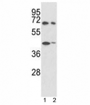 Western blot analysis of SHP2 antibody and 1) 293, 2) K562 lysate. Predicted molecular weight: ~68kDa.