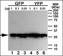 Western blot analysis of anti-GFP antibody using purified GFP/YFP/BFP proteins expressed in bacteria: Both GFP (Lanes 1-3) and YFP (Lanes 4-6) but not BFP (data not shown) were detected.~