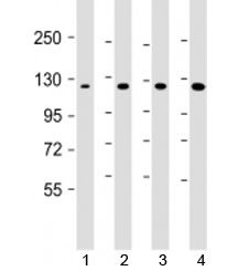 Western blot testing of 1) human DU-145, 2) human HepG2, 3) mouse brain and 4) HeLa cell lysate with AIP1 antibody at 1:1000. Predicted molecular weight: 132 kDa.