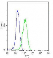 Intracellular FACS testing of human U2OS cells with GARS antibody (green) and <a href=../search_result.php?search_txt=n1001>isotype control</a> (blue) at 1:25.