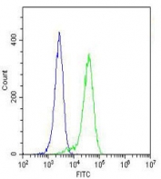 Intracellular FACS testing of human HeLa cells with GARS antibody (green) and <a href=../search_result.php?search_txt=n1001>isotype control</a> (blue) at 1:25.