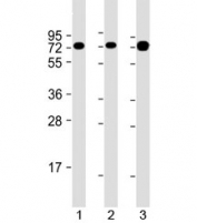Western blot testing of human 1) Jurkat, 2) Ramos and 3) HT-1080 cell lysate with GARS antibody at 1:2000. Predicted molecular weight: 83 kDa.