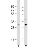 Western blot testing of human 1) Jurkat and 2) HeLa cell lysate with CDK1 antibody at 1:1000. Predicted molecular weight: 34 kDa.